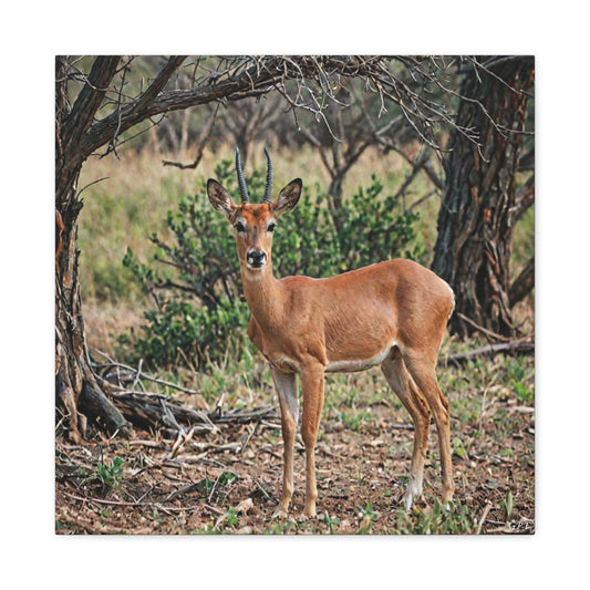Impala (037) - Great Pictures Framed