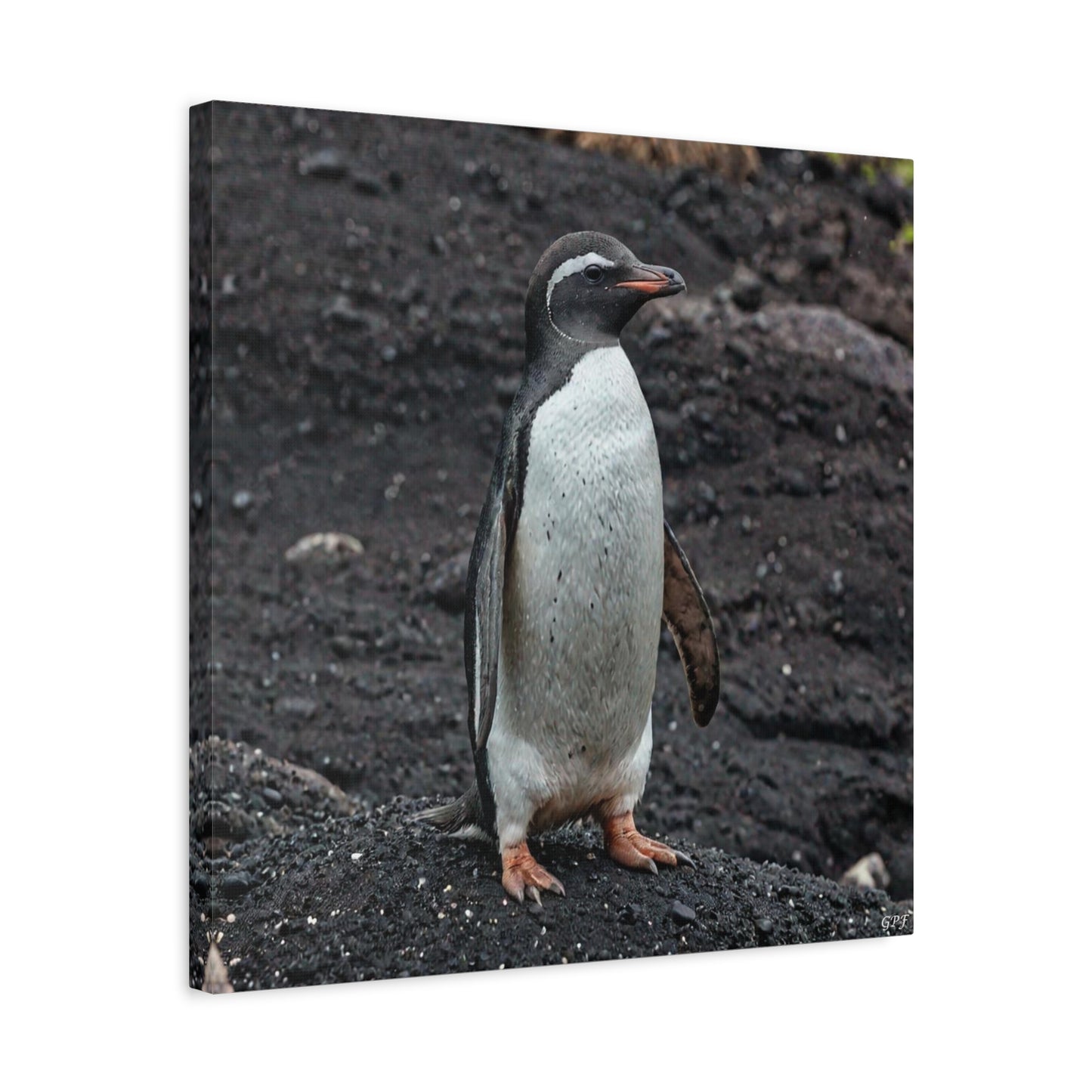 Galápagos Penguin (0211) - Great Pictures Framed