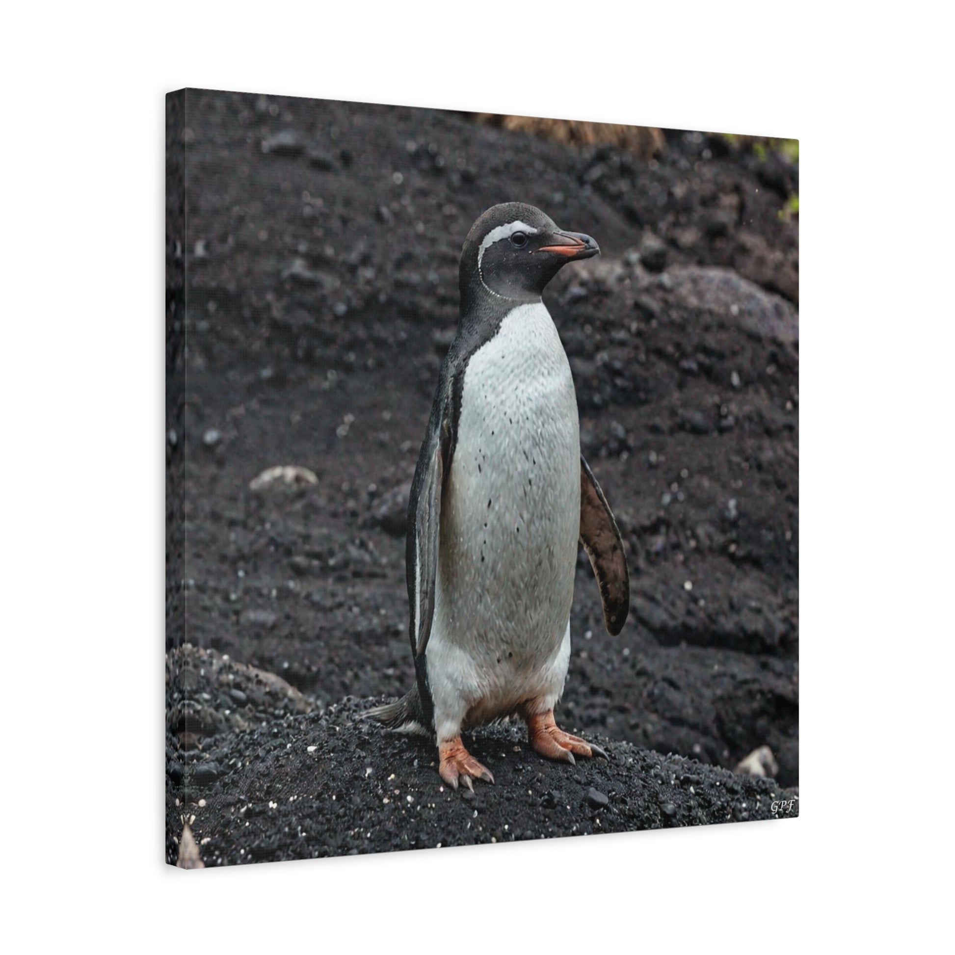 Galápagos Penguin (0211) - Great Pictures Framed