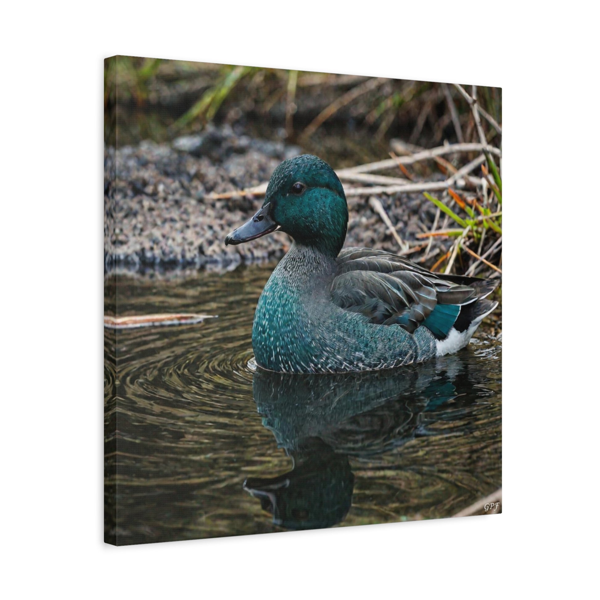 Baikal Teal (0046) - Great Pictures Framed