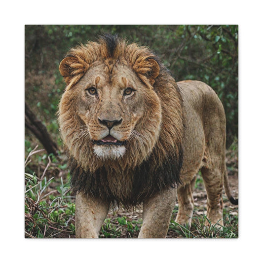 Lion (001) - Great Pictures Framed