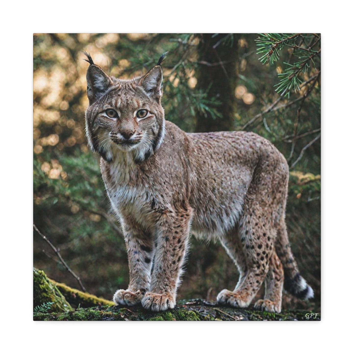 Lynx (080) - Great Pictures Framed