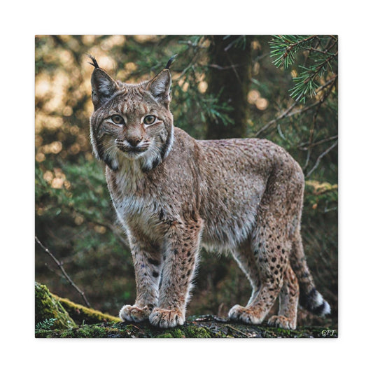 Lynx (080) - Great Pictures Framed