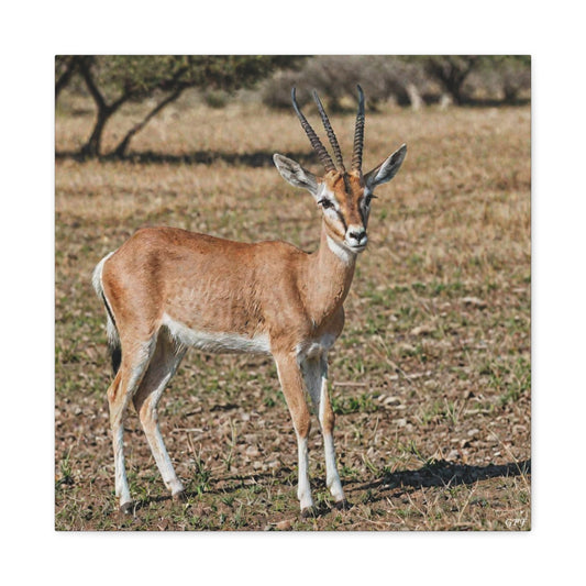 Gazelle (036) - Great Pictures Framed