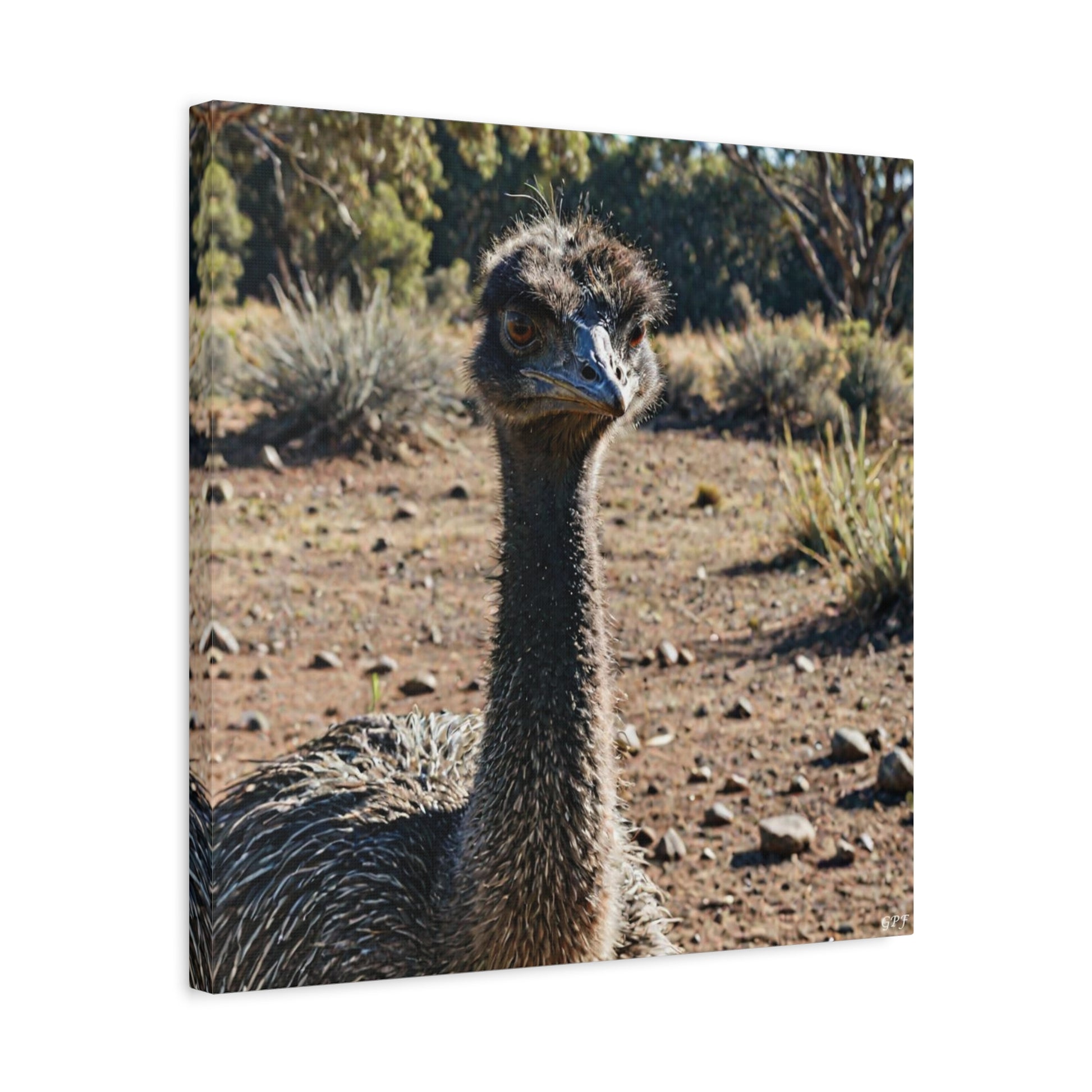 Emu (0094) - Great Pictures Framed