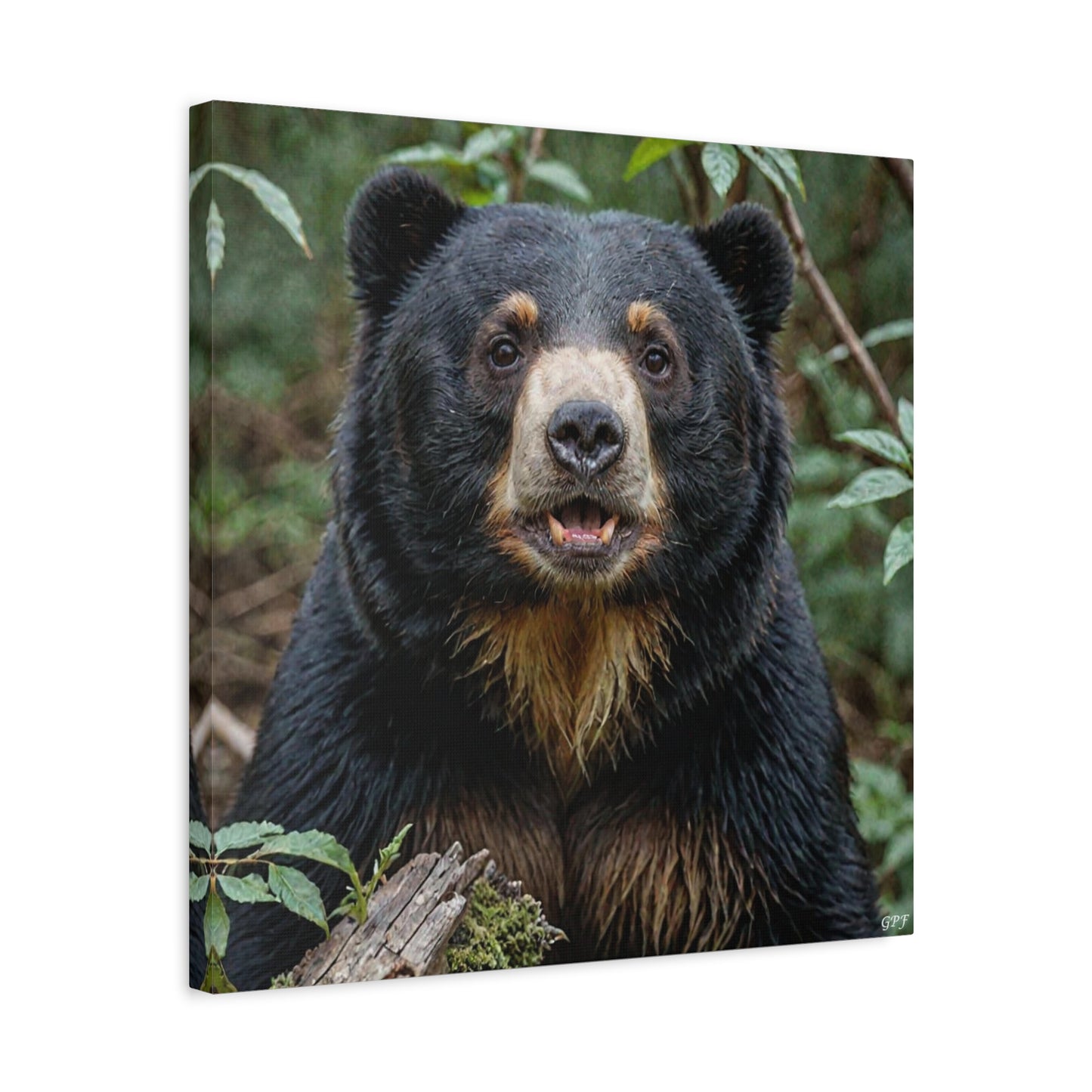 Spectacled Bear (108) - Great Pictures Framed