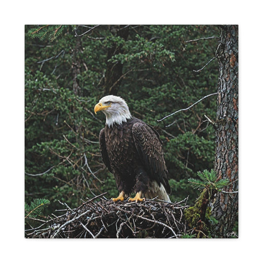 Bald Eagle (0166) - Great Pictures Framed