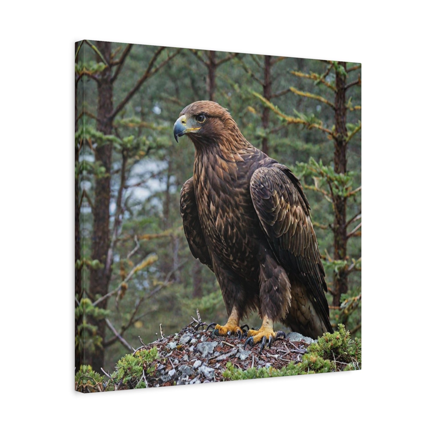 Golden Eagle (149) - Great Pictures Framed