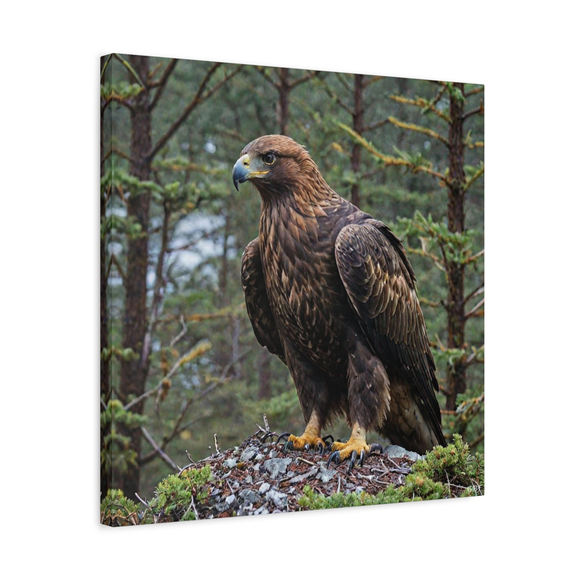 Golden Eagle (149) - Great Pictures Framed