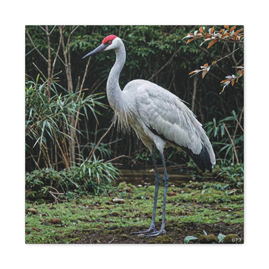 Japanese Crane (0061) - Great Pictures Framed