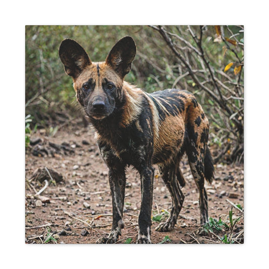 African wild dog (029) - Great Pictures Framed