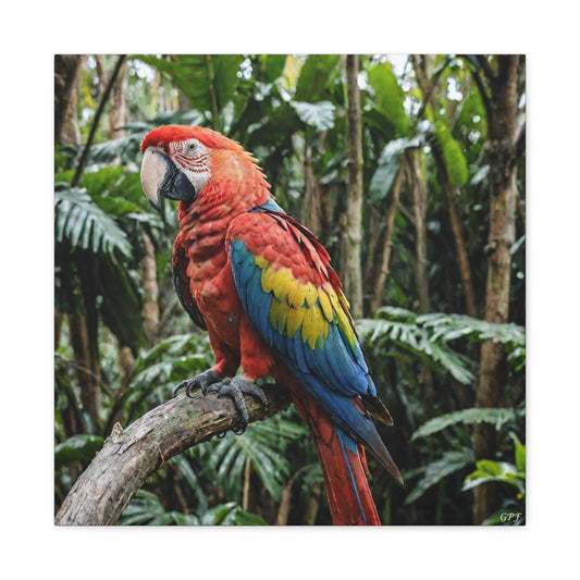 Scarlet Macaw (0231) - Great Pictures Framed