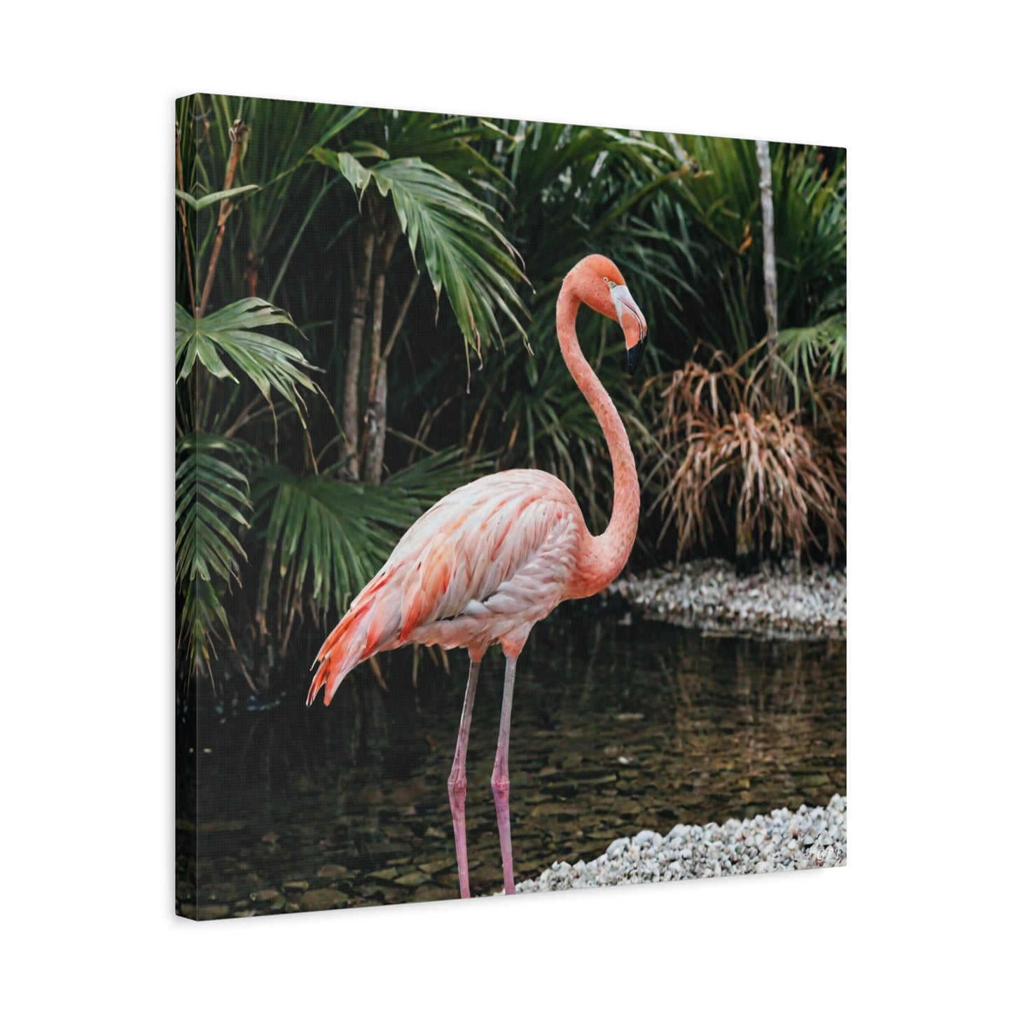 Flamingo (039) - Great Pictures Framed
