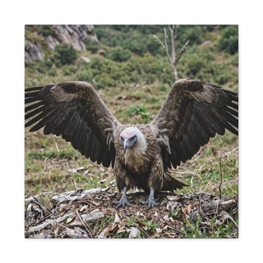 Griffon Vulture (0148) - Great Pictures Framed