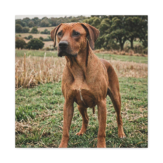 Rhodesian Ridgeback (084) - Great Pictures Framed