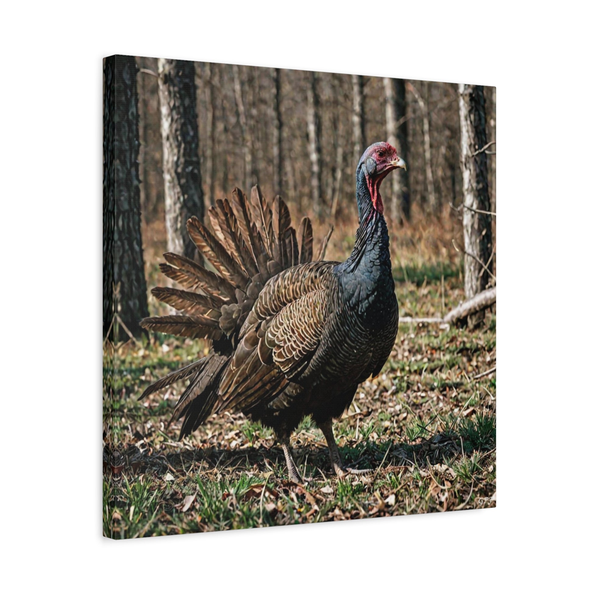 Wild Turkey (0198) - Great Pictures Framed