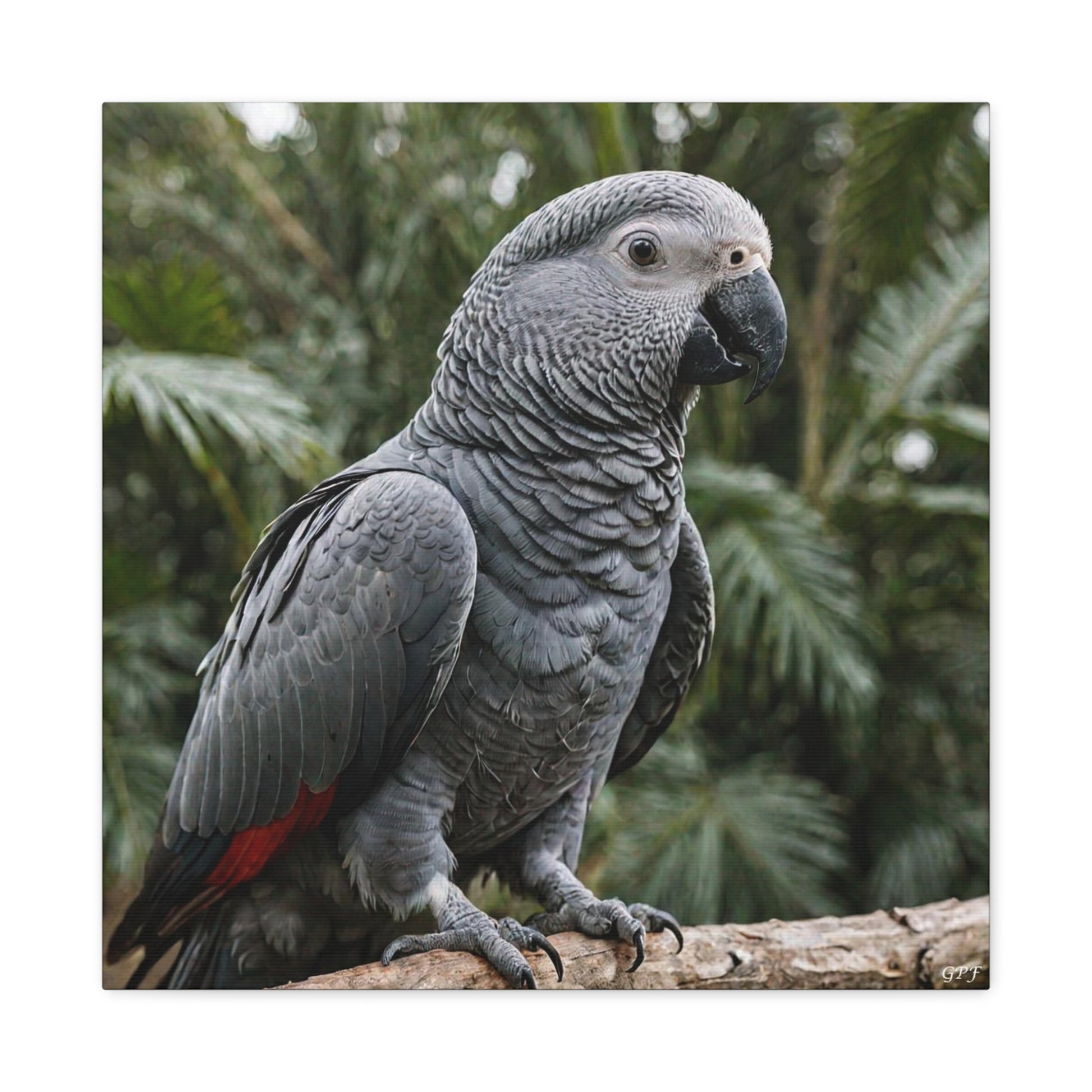 African Grey Parrot (0005) - Great Pictures Framed