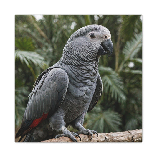 African Grey Parrot (0005) - Great Pictures Framed