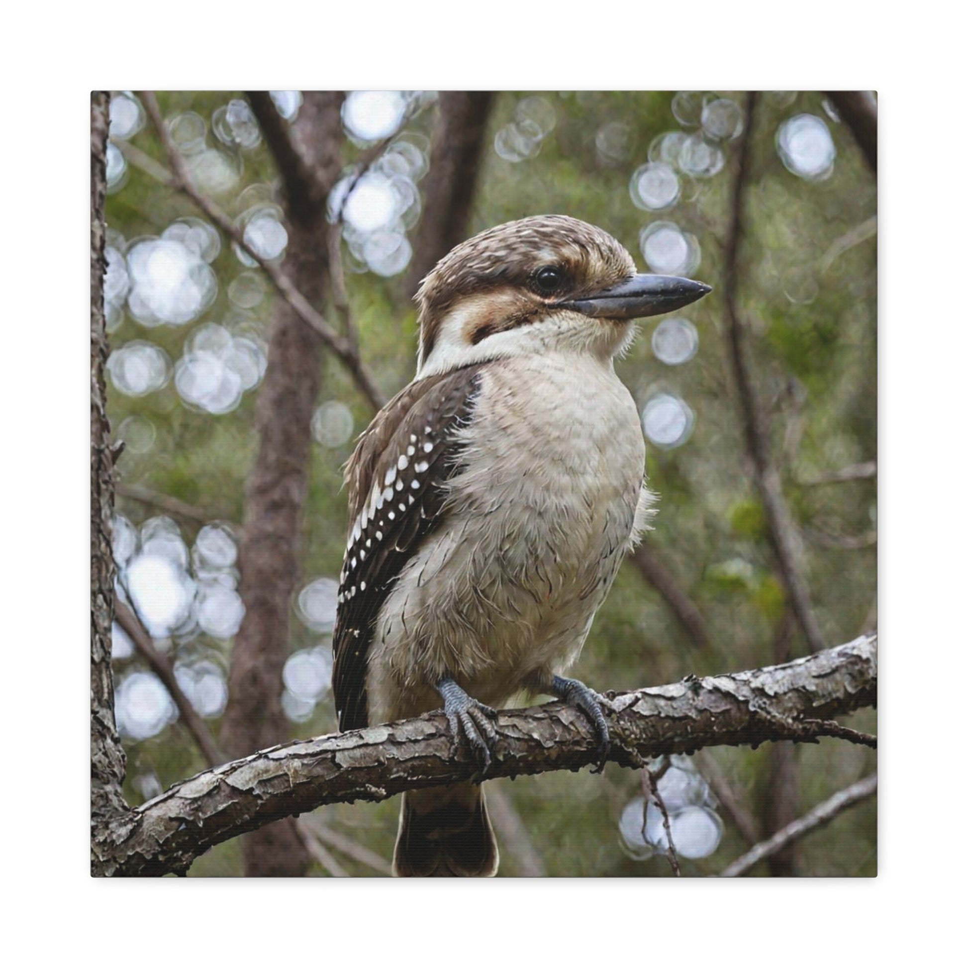Kookaburra (22) - Great Pictures Framed