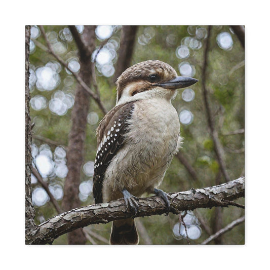 Kookaburra (22) - Great Pictures Framed