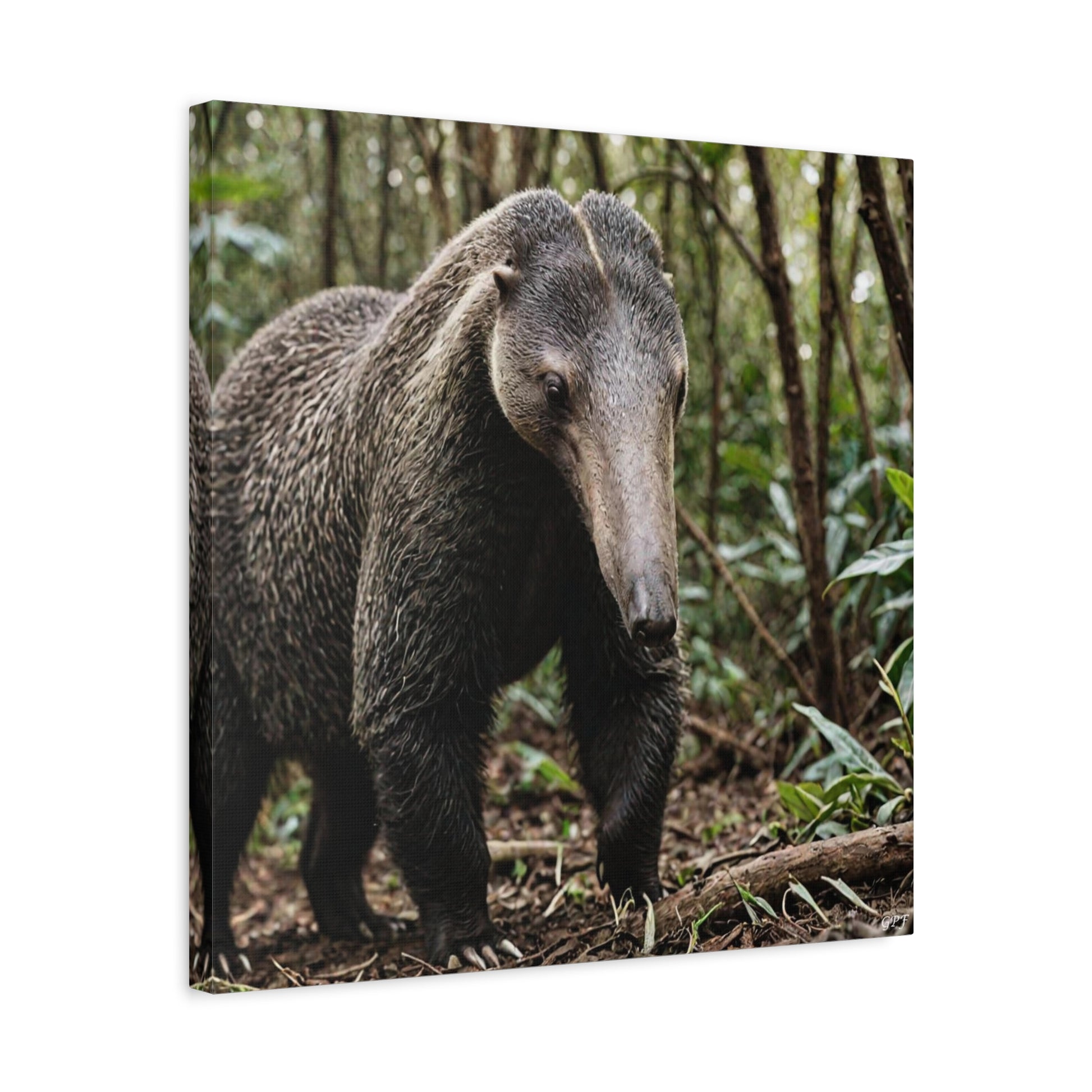 Giant Anteater (101) - Great Pictures Framed