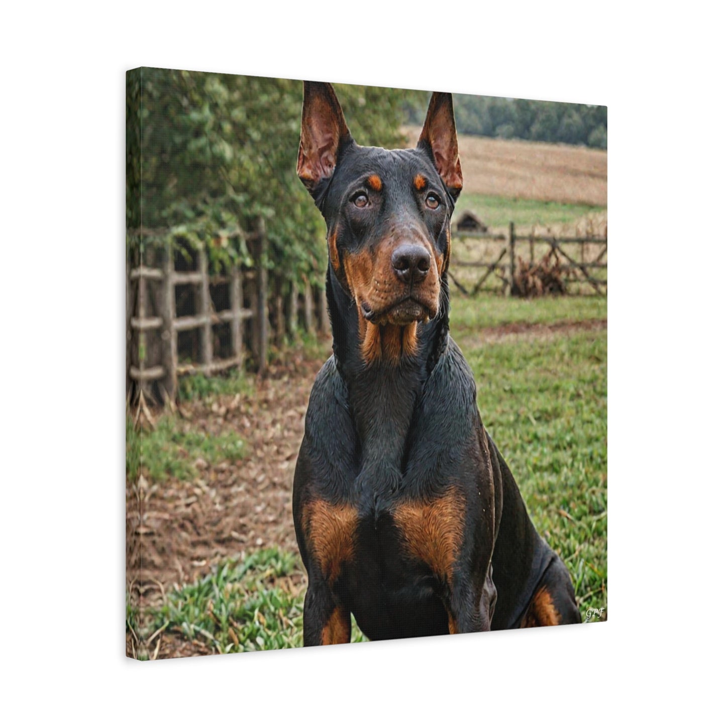 Doberman Pinscher (046) - Great Pictures Framed