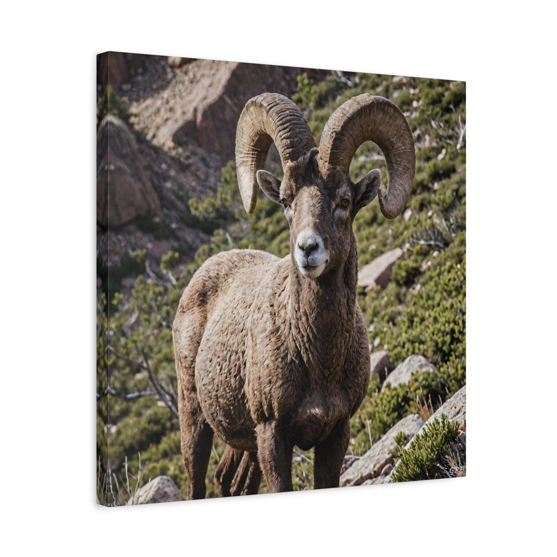 Bighorn Sheep (062) - Great Pictures Framed