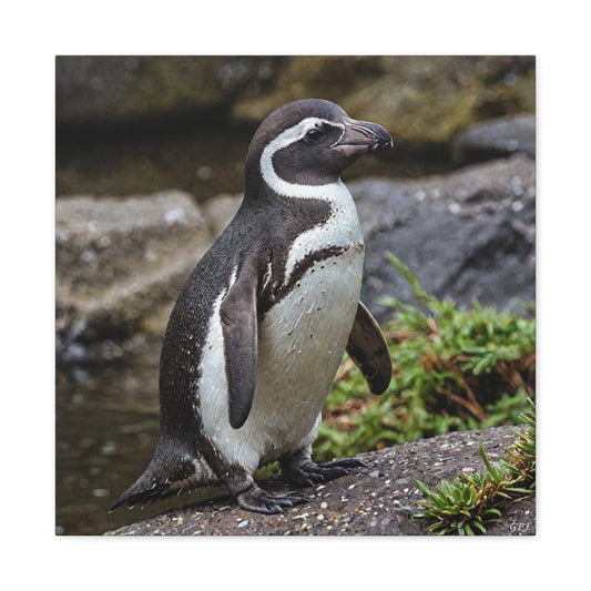 Humboldt Penguin (116) - Great Pictures Framed