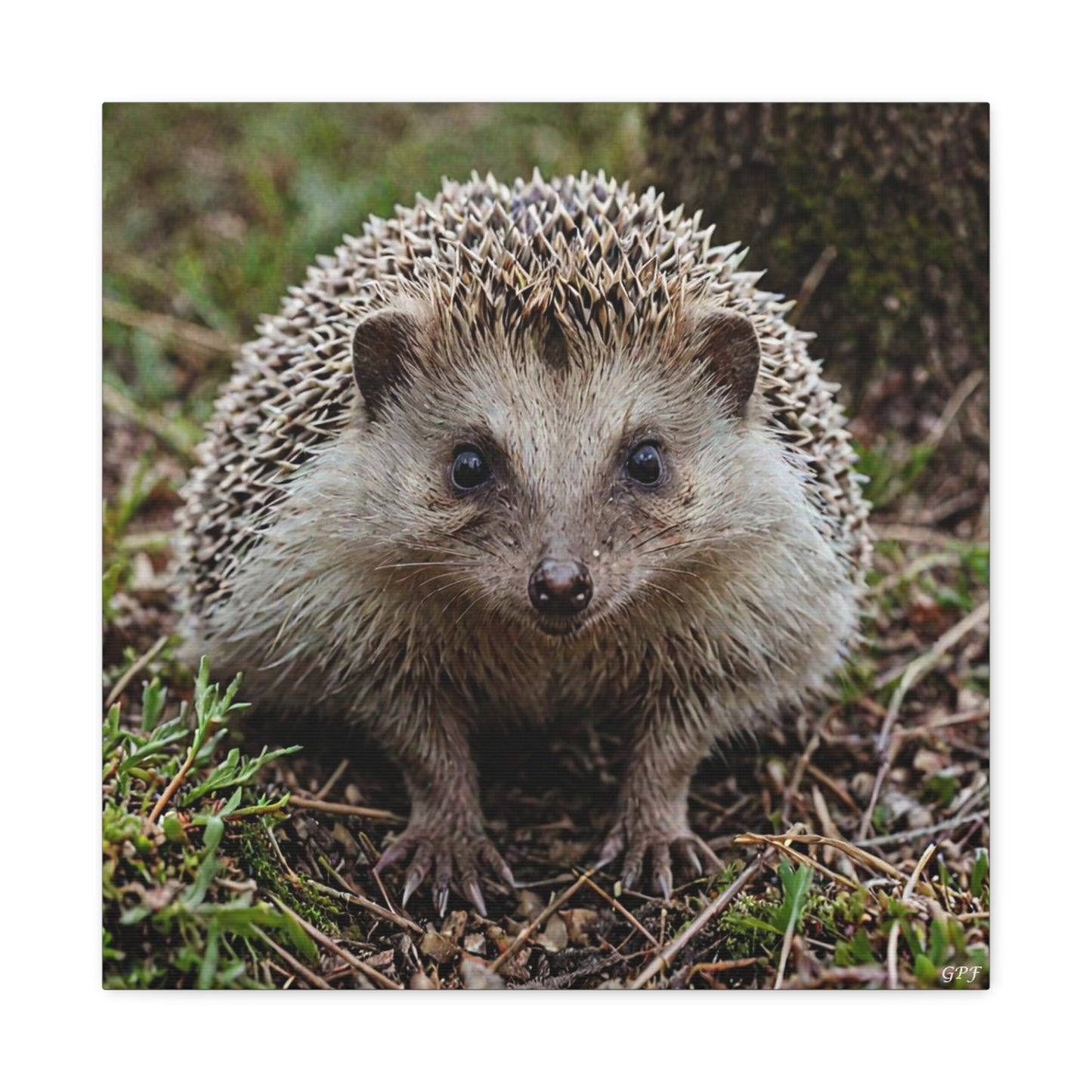 European Hedgehog (140) - Great Pictures Framed
