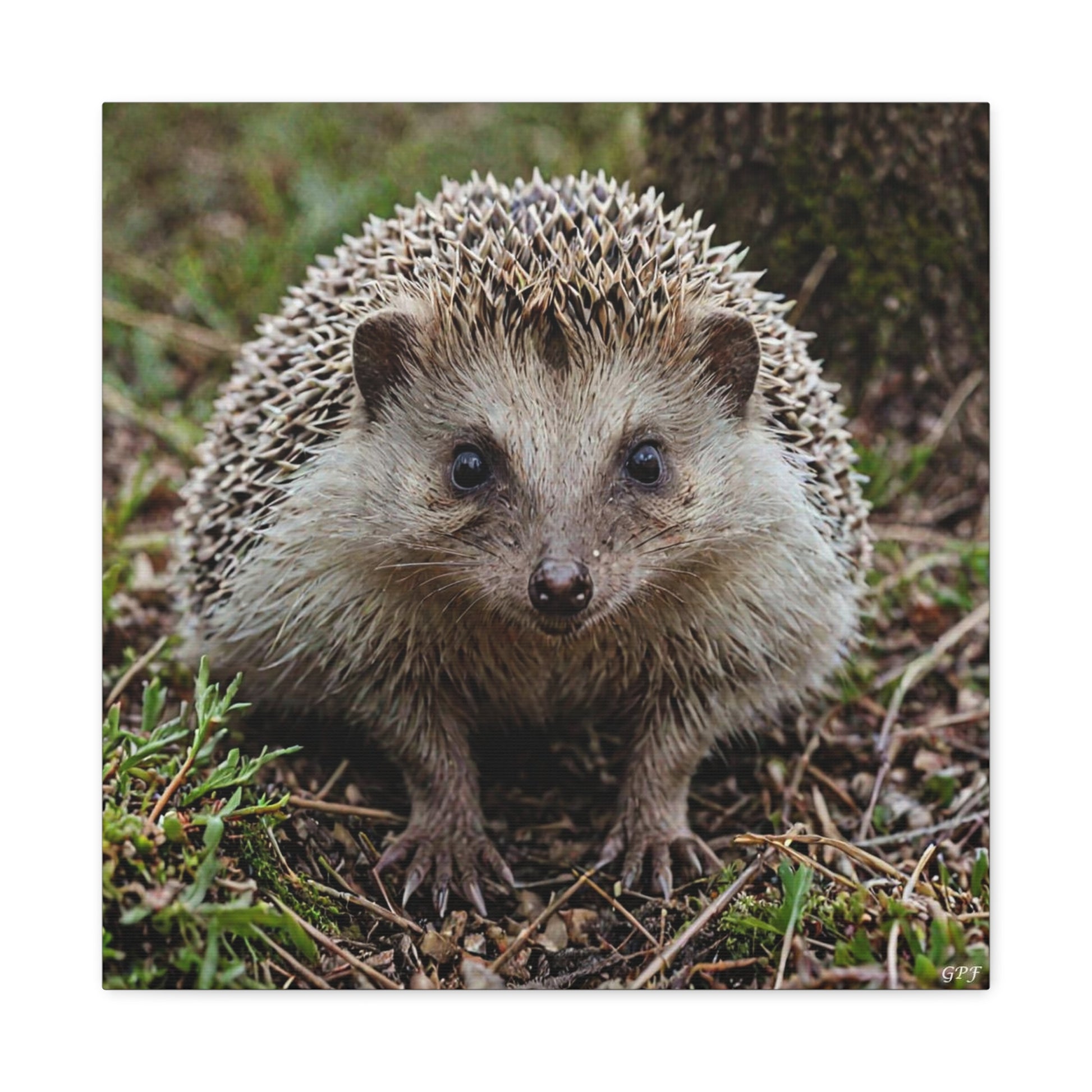 European Hedgehog (140) - Great Pictures Framed