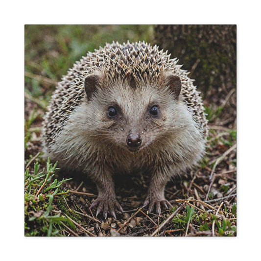 European Hedgehog (140) - Great Pictures Framed