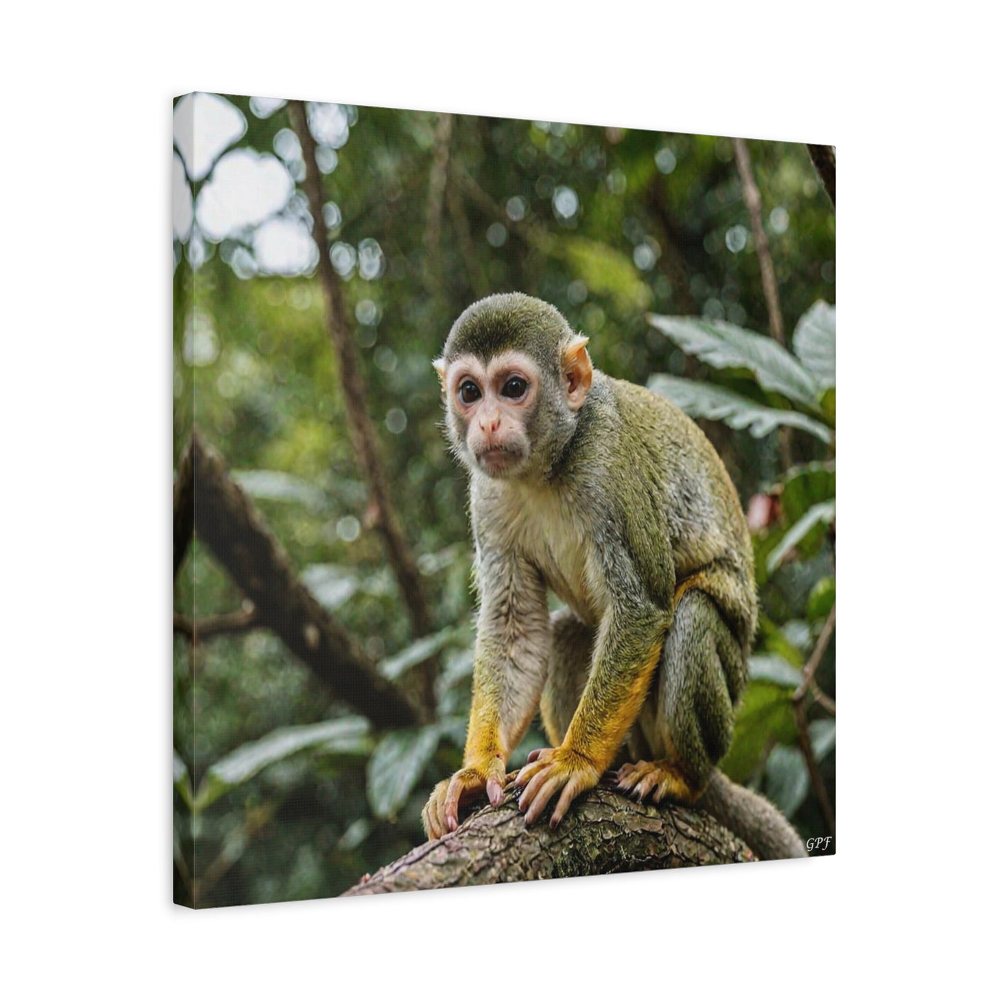 Squirrel Monkey (111) - Great Pictures Framed
