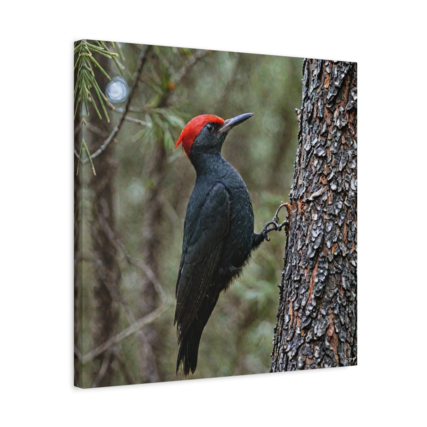 Magellanic Woodpecker (0224) - Great Pictures Framed