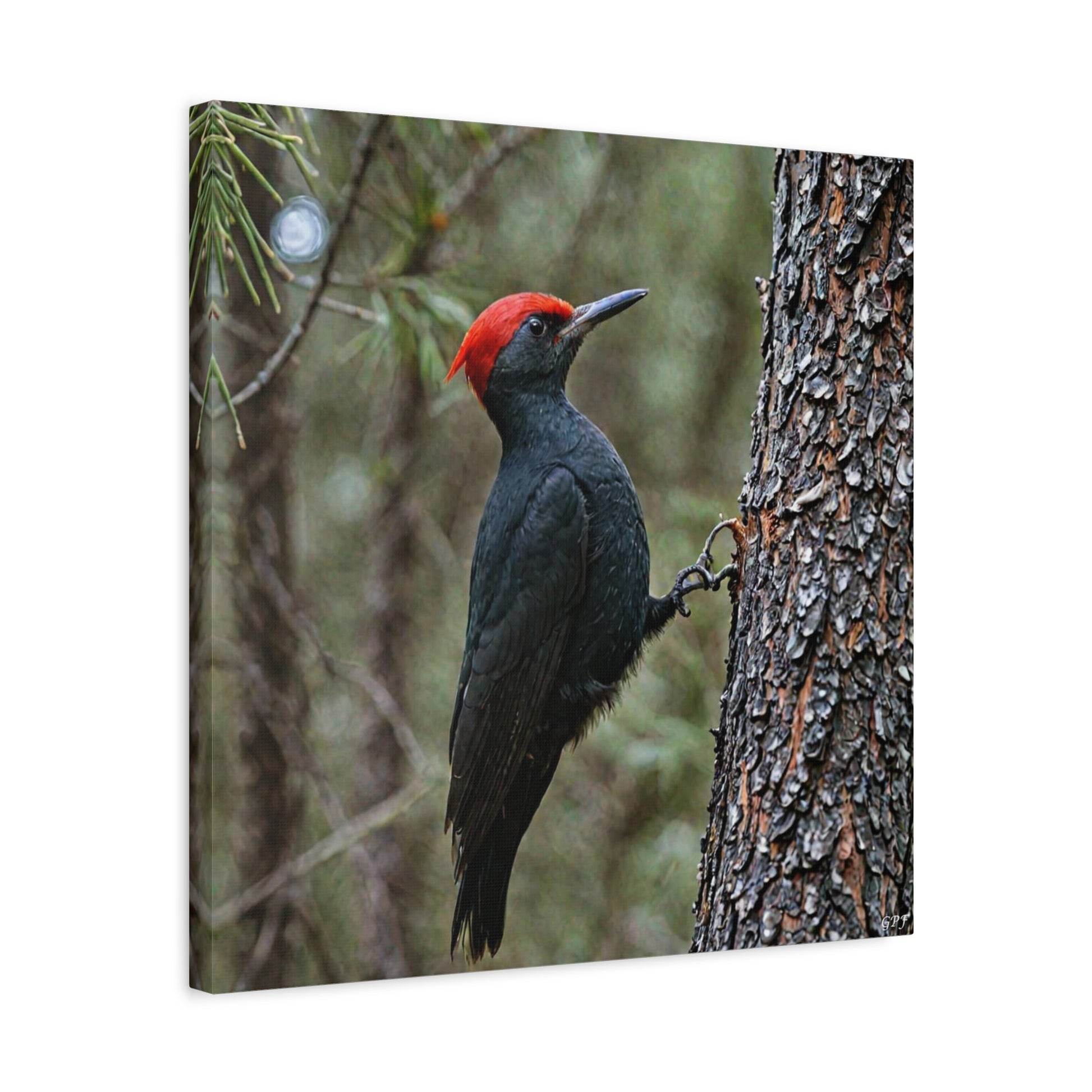 Magellanic Woodpecker (0224) - Great Pictures Framed