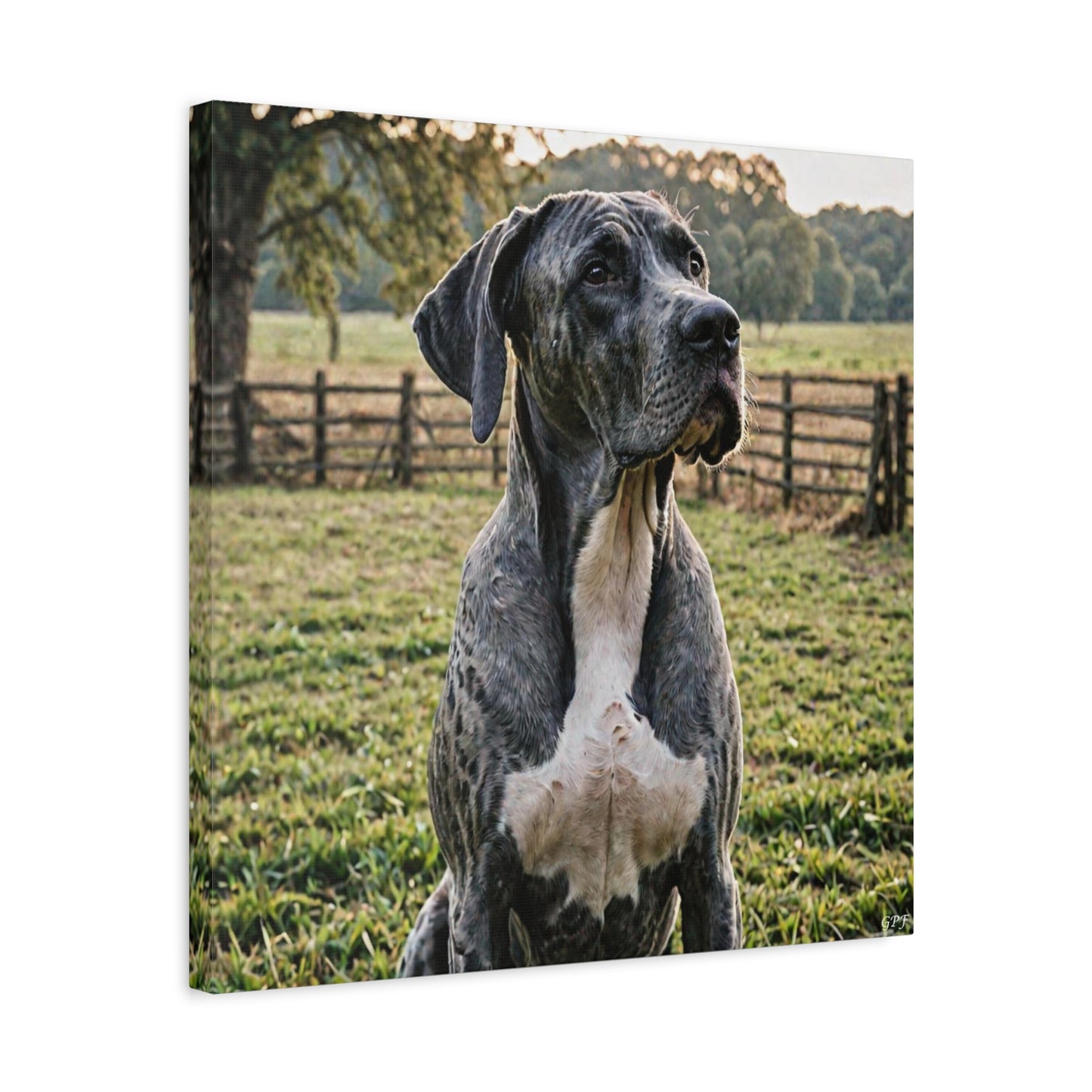 Great Dane (059) - Great Pictures Framed