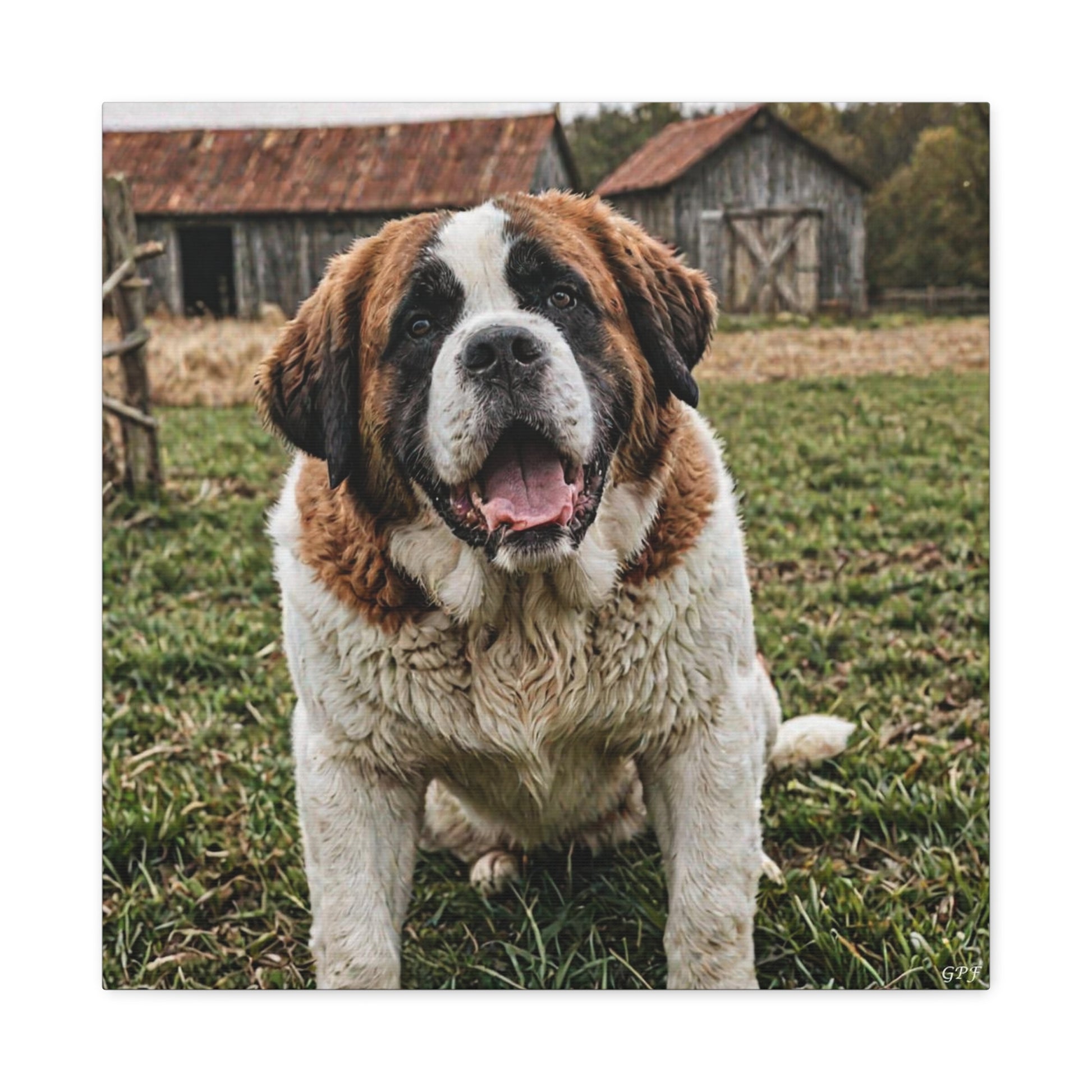 Saint Bernard (088) - Great Pictures Framed