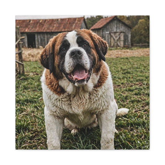 Saint Bernard (088) - Great Pictures Framed