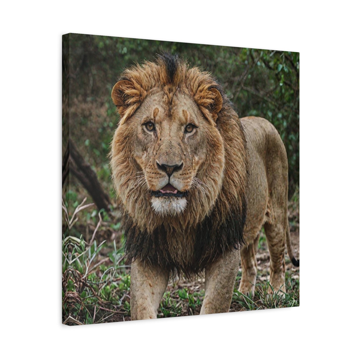 Lion (001) - Great Pictures Framed