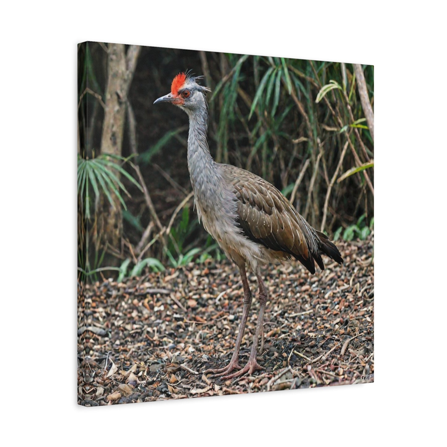 Red-legged Seriema (0229) - Great Pictures Framed