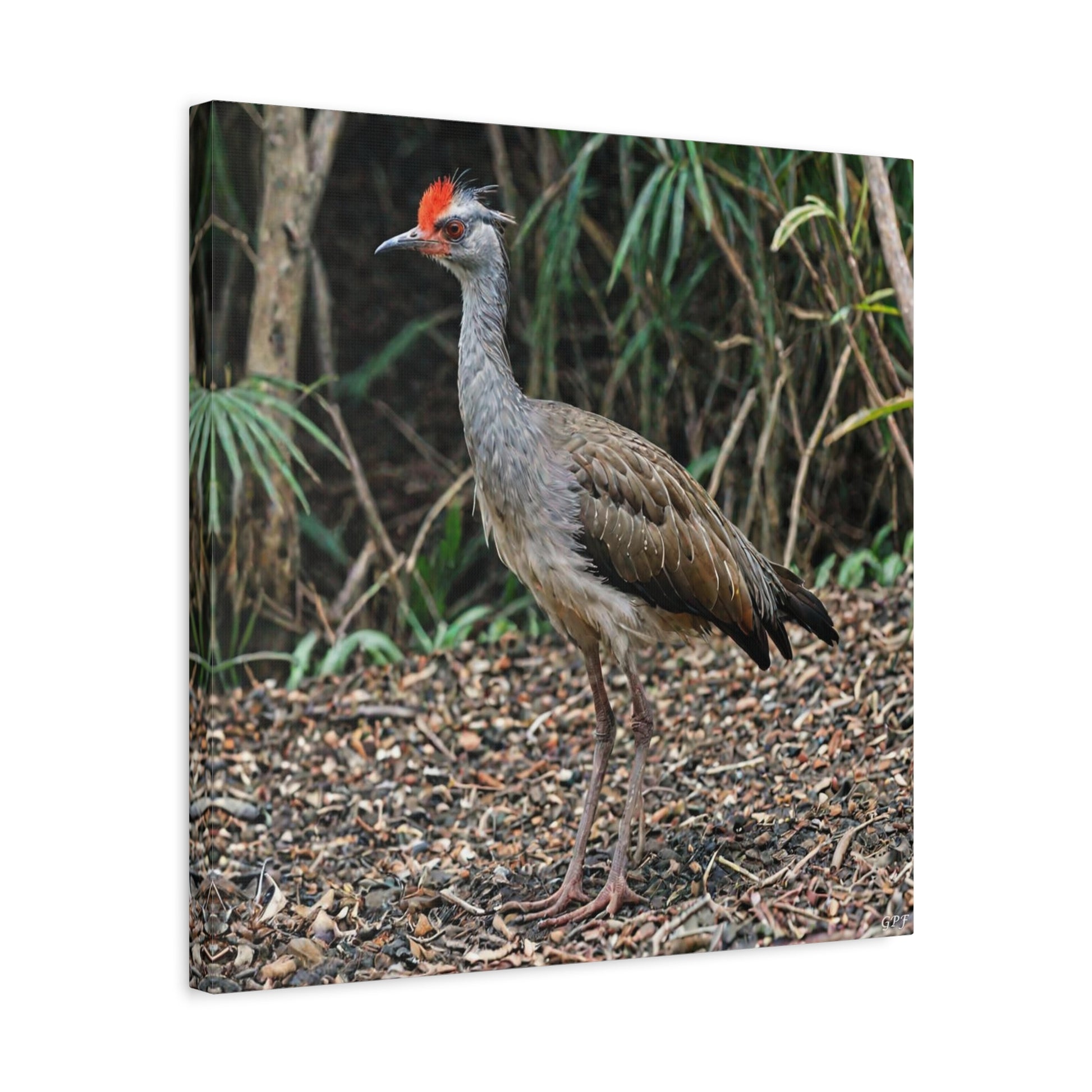 Red-legged Seriema (0229) - Great Pictures Framed