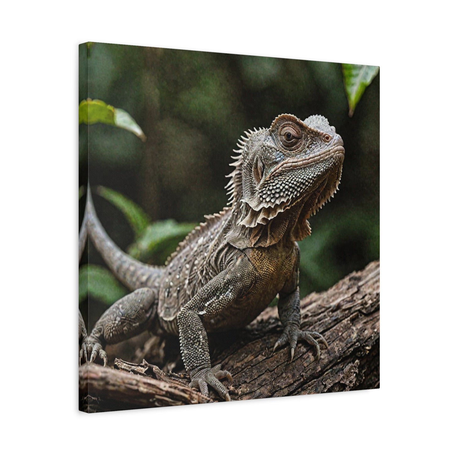 Frilled Lizard (13) - Great Pictures Framed