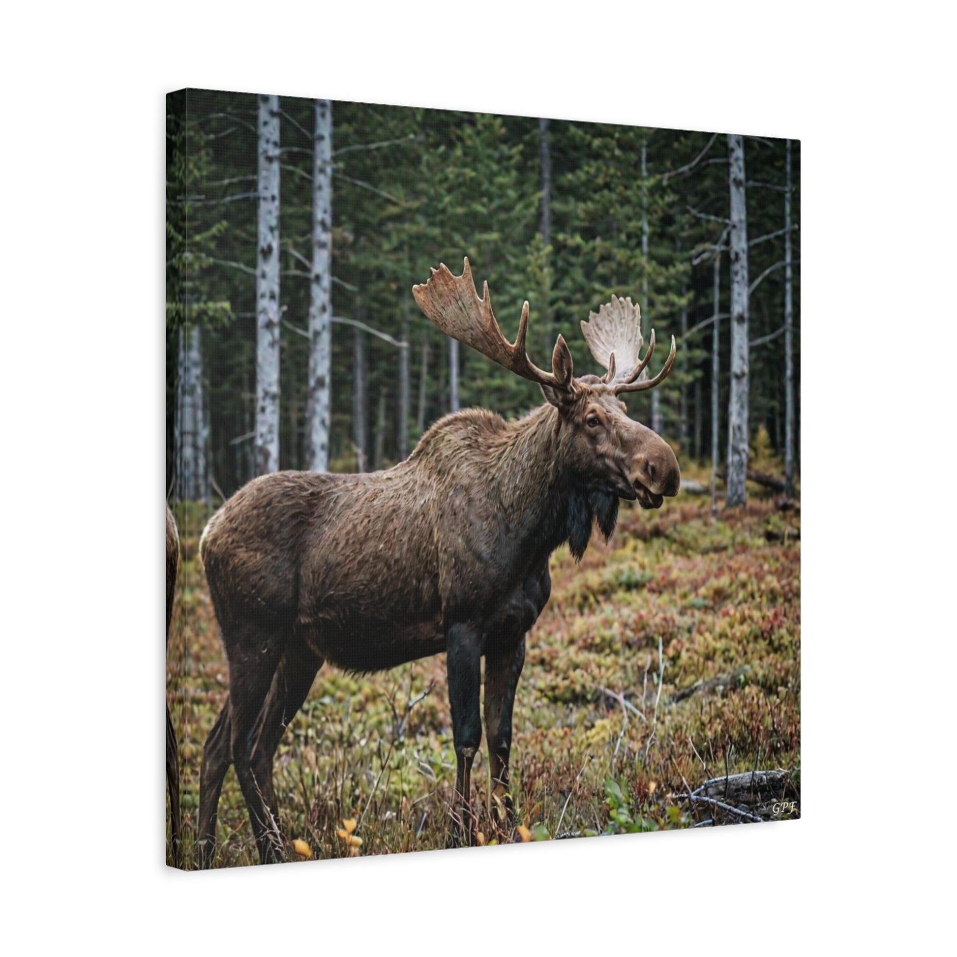 Moose (048) - Great Pictures Framed
