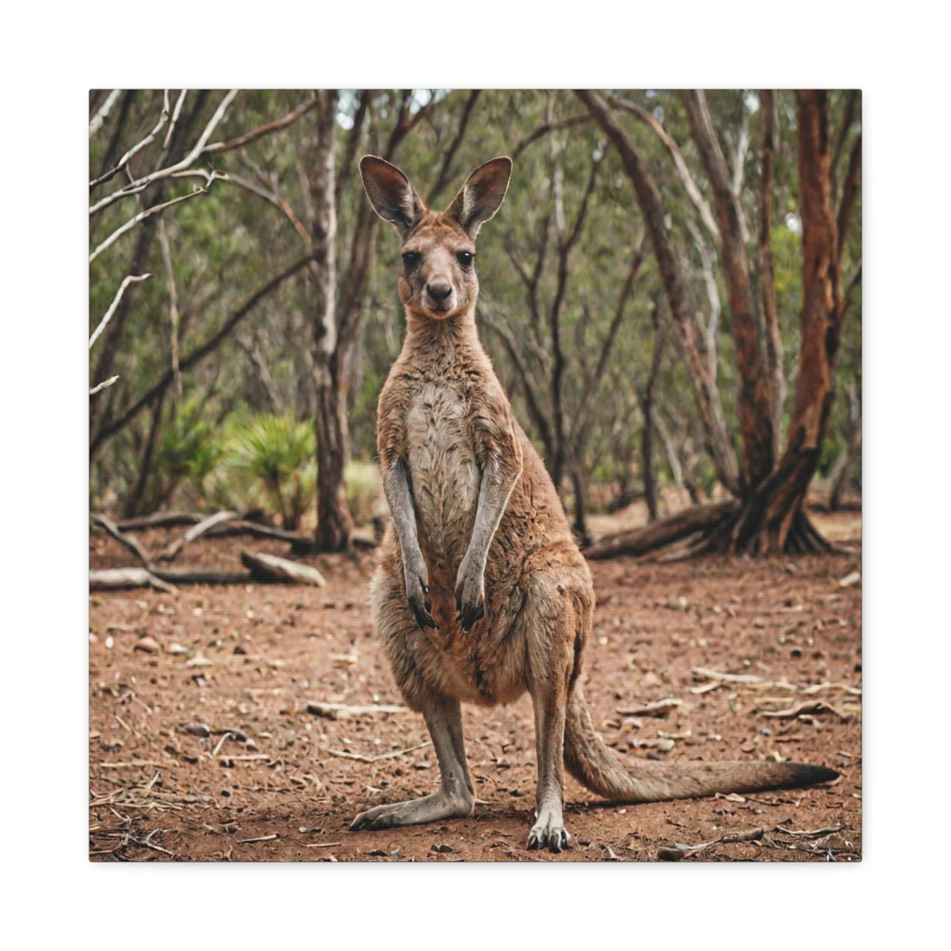 Kangaroo (17) - Great Pictures Framed