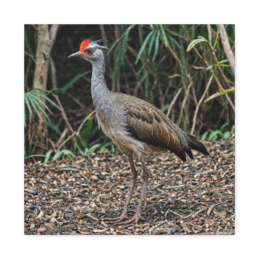 Red-legged Seriema (0229) - Great Pictures Framed