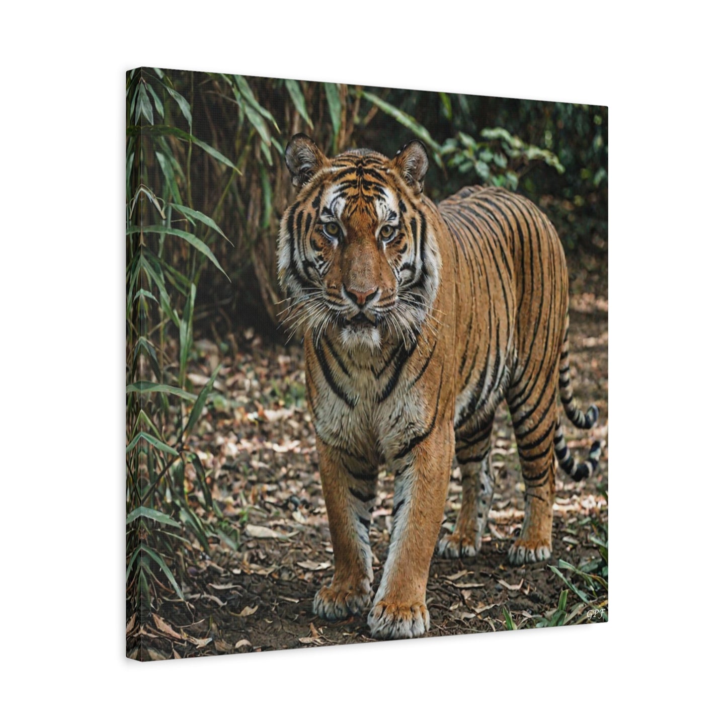 Bengal Tiger (156)