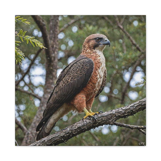 Rufous-bellied Eagle (0072)