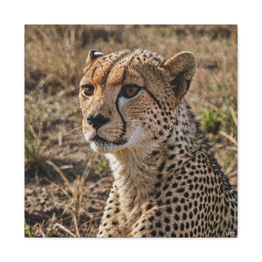 Cheetah (007)