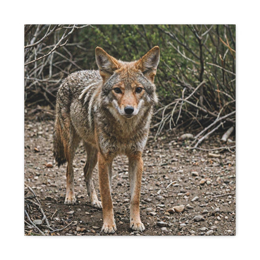 Coyote (071)