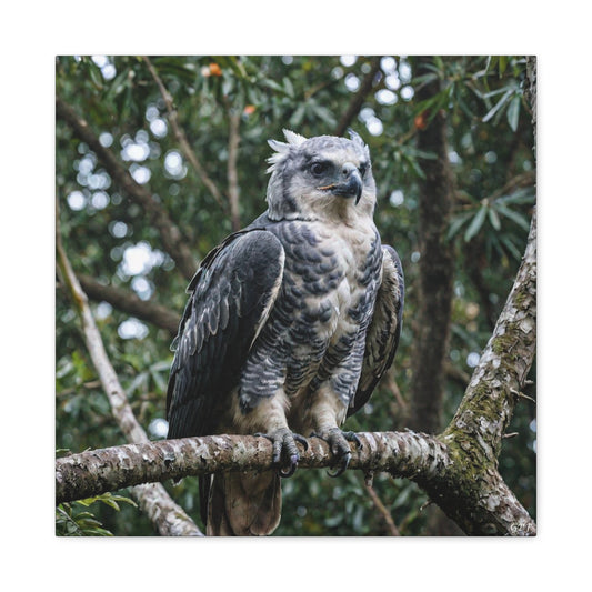 Harpy Eagle (0214)