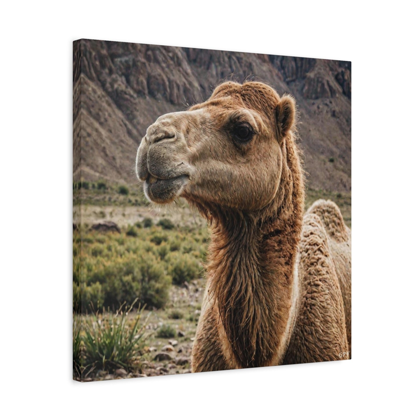 Bactrian Camel (172)